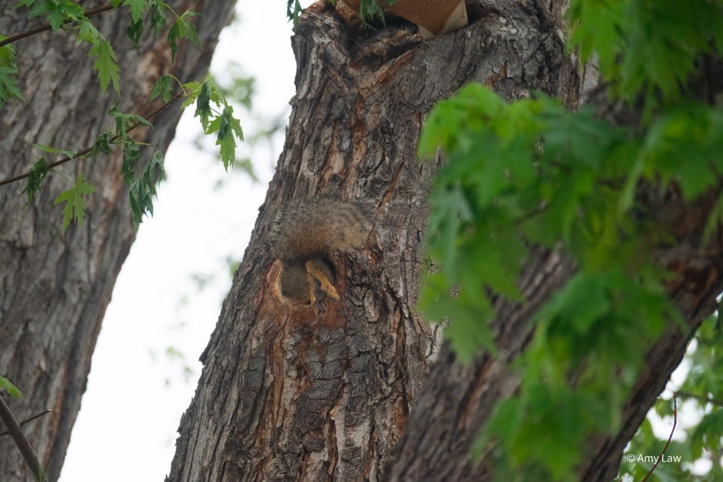 The trunk of a large maple tree.  The legs and tail of the squirrel are projecting from the whole.