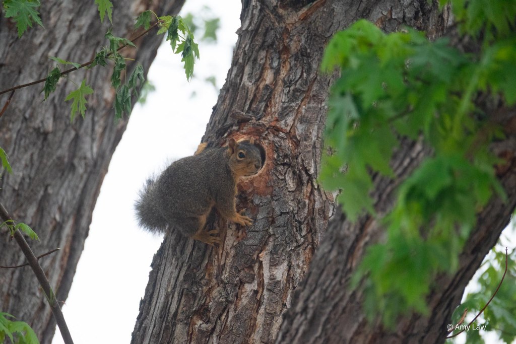 The trunk of a large maple tree. A squirrel is at the lip of the hole the Northern Flicker has been excavating. The Flicker is nowhere to be found.