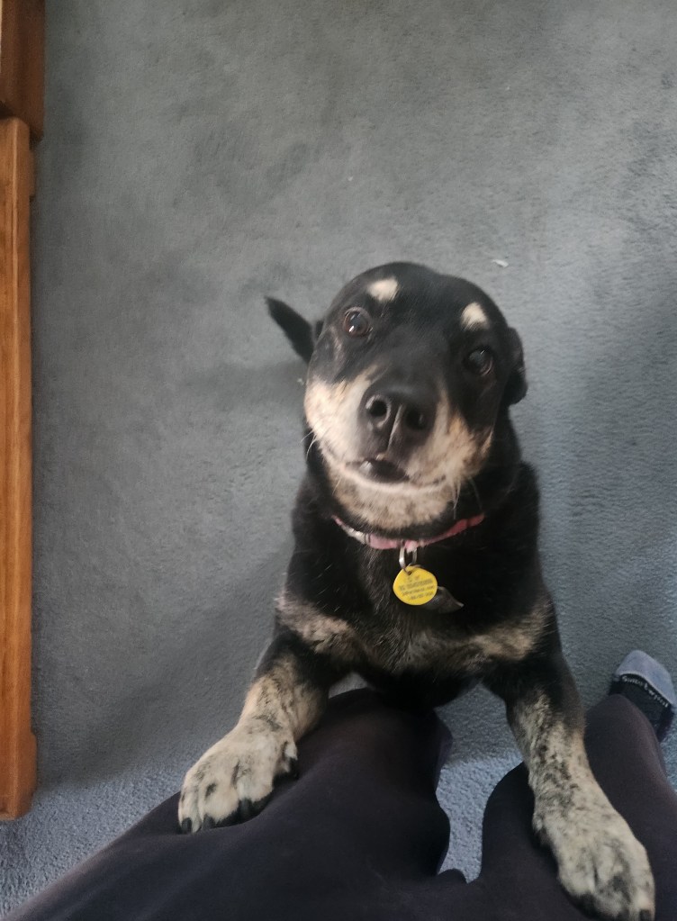 Same medium sized black dog from previously. It is sitting up on its rear legs with its front legs bracing on the legs of the human looking down to take the picture. The dog has a plaintive look on its face.