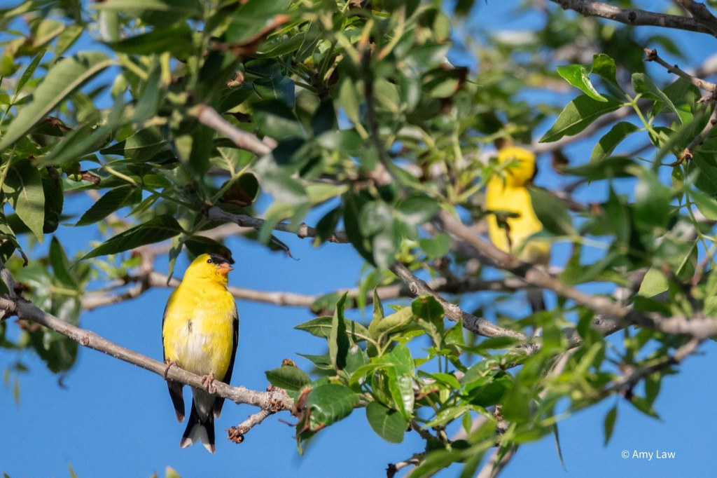 Two small yellow birds with black wings and a black cap and orange beak perch on twigs. One is further back than the other,. The closer bird is in focus, while the further bird is out of focus. The further bird is preening.