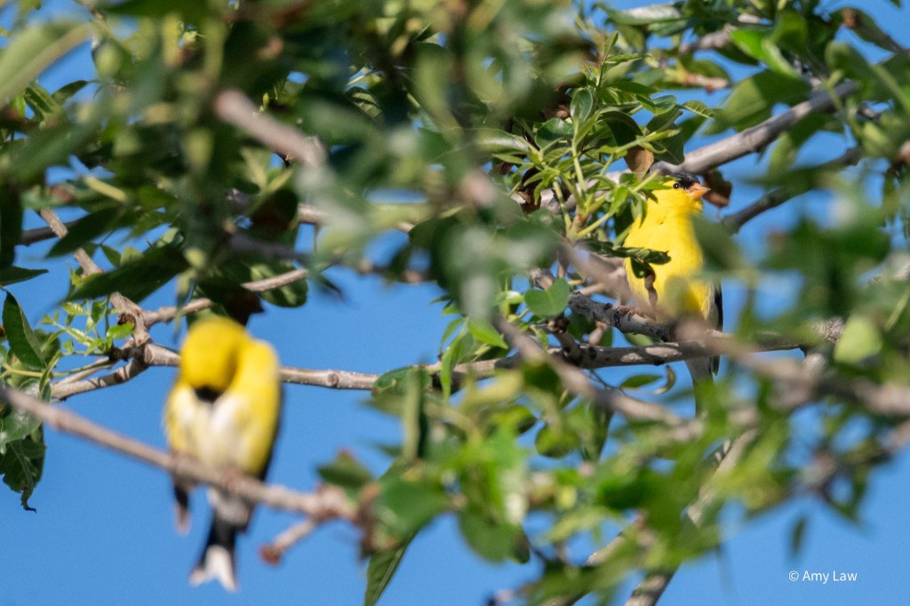Two small yellow birds with black wings and a black cap and orange beak perch on twigs. One is further back than the other, and is in focus, while the nearer bird is out of focus. The nearer bird is preening.