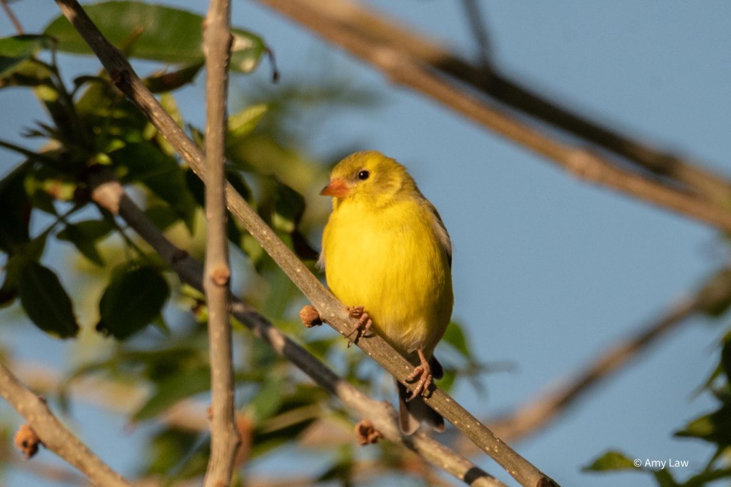A small yellow bird with a dusky olive cap and orange beak perches on a twig.