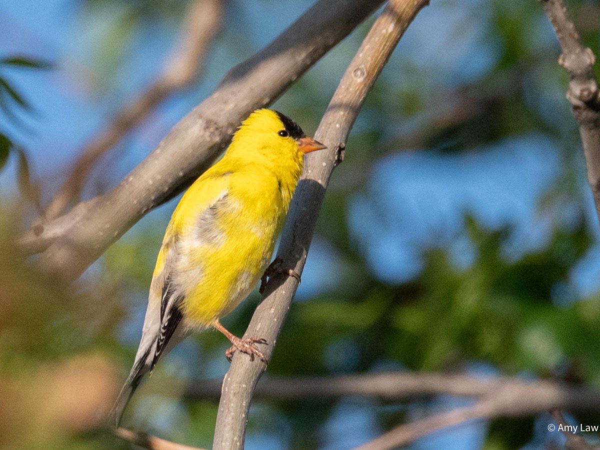 American Goldfinches Outside My&nbsp;Window