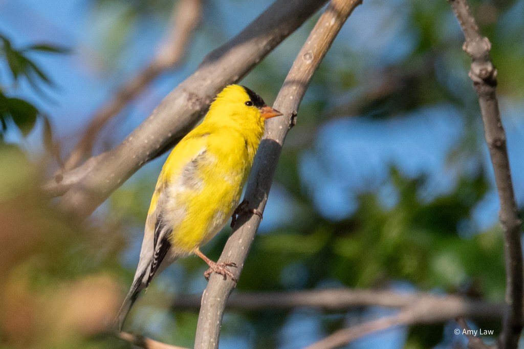 American Goldfinches Outside My&nbsp;Window
