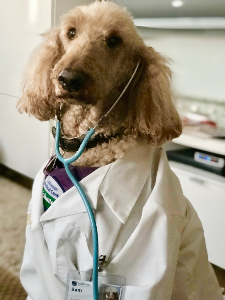 An apricot Standard Poodle sits in a break room. The Poodle is wearing a white lab coat with its ID badge cliped to the chest pocket, and a purple bandana. It has the ends of a stethescope stuck in it's ears. The caption reads "Dog-ter Sam will see you now."