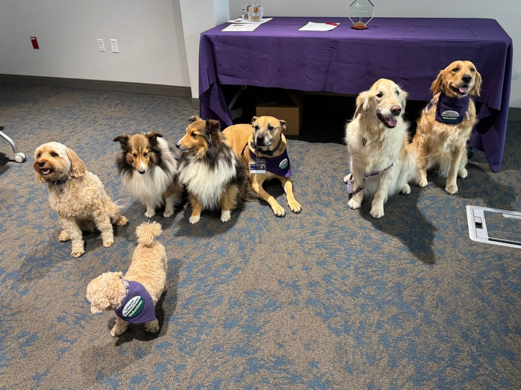 Seven dogs of five different breeds sit in a meeting room. Most of the dogs have purple bandanas around their necks. None of the dogs is looking at either any of the other dogs, or the viewer. Behind the dogs is a table covered in a purple table cloth. Several awards are on the table.