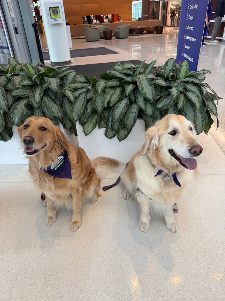 Two golden retrievers sit quietly in the hospital lobby, panting with their mouths open.