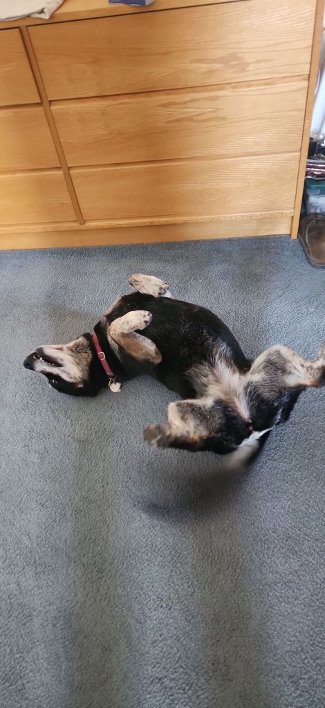 The same medium sized black dog rolls on the carpet, all four legs in the air.