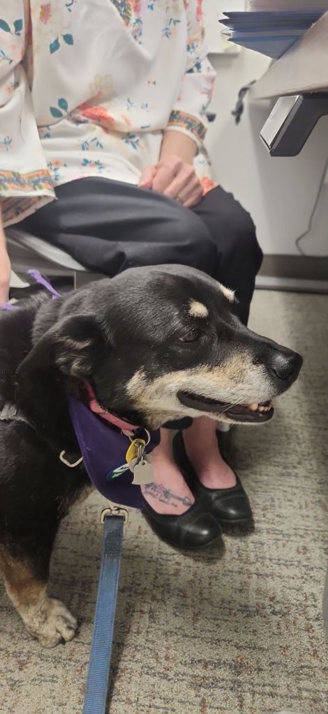 A black dog with tan points sits at the feet of a woman sitting in an office chair. The woman is petting the dog. The caption reads "Tegan visiting hospital staff."