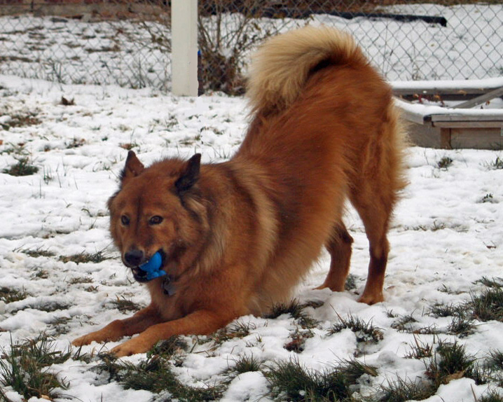 A red Chow Chow does a play bow in the snow. She has a blue ball in her mouth. The caption reads "Kurama".