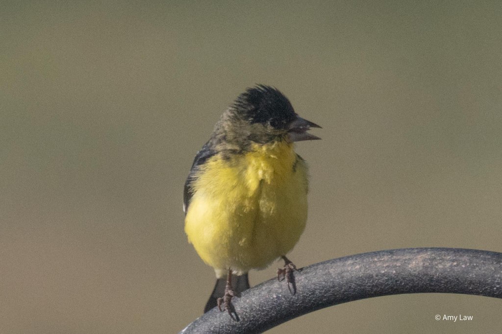A small yellow bird with black wings and a black head and black beak perches on a metal arch of a feeder stand. Its beak is open and its tongue is showing.