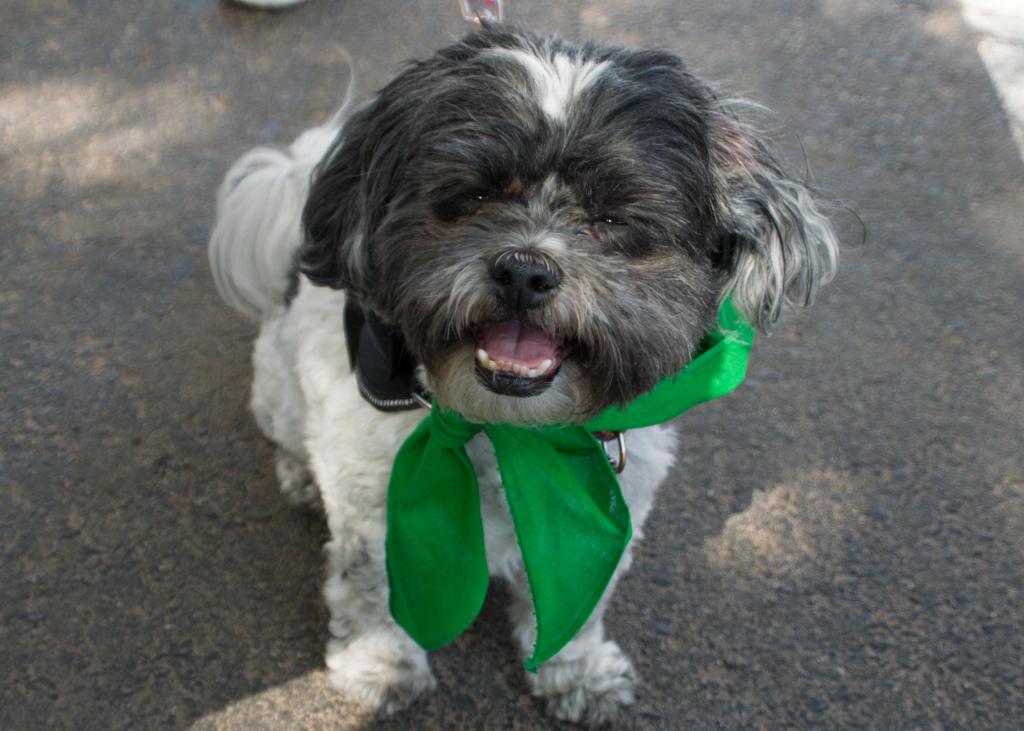 A small terrier with a black face looks at the photographer. Its eyes are squinty.
