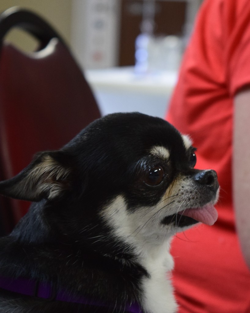 Profile photo of a small black and tan chihuahua. It's tongue lolls out of its mouth. The caption reads "Bindi"