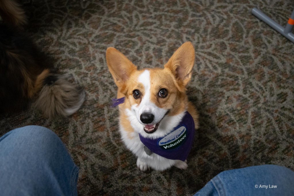 Pet Therapy Appreciation&nbsp;Day