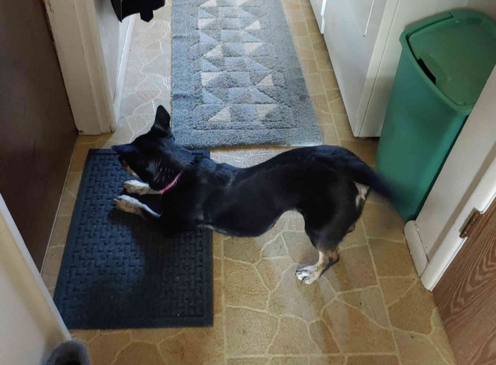 The same medium sized black dog in front of a door. Its front end is lowered with it's rear end in the air. Its tail is a blur of wagging.