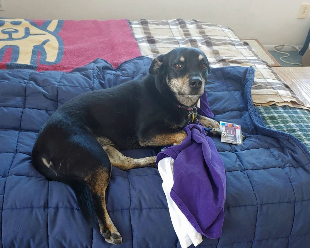 A medium sized black dog with tan legs lays on a bed, on top of a uniform shirt with a badge attached. The dog has a worried look on its face.