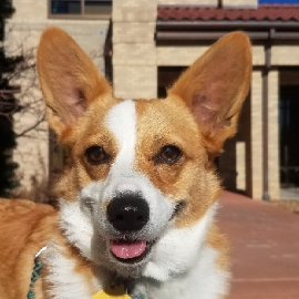 A tan and white Welsh Corgi sits outside, in front of a tan brick building. The Corgi's eyes are bright and she is panting happily, her tongue just showing. The caption reads "Zoe".