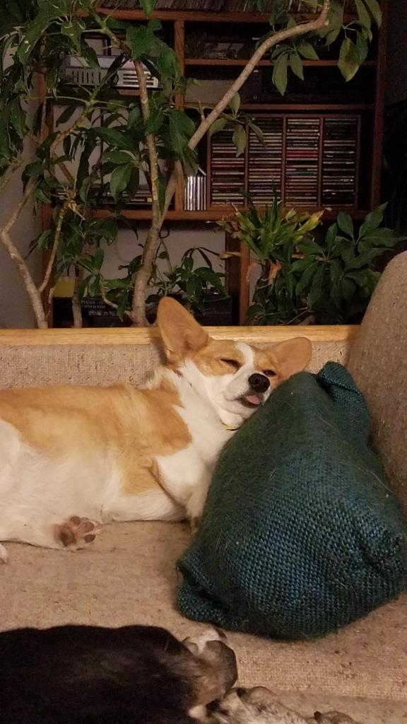 Same tan and white corgi from above. It is lying at the end of a couch, asleep. Its tongue is sticking out in a blep.