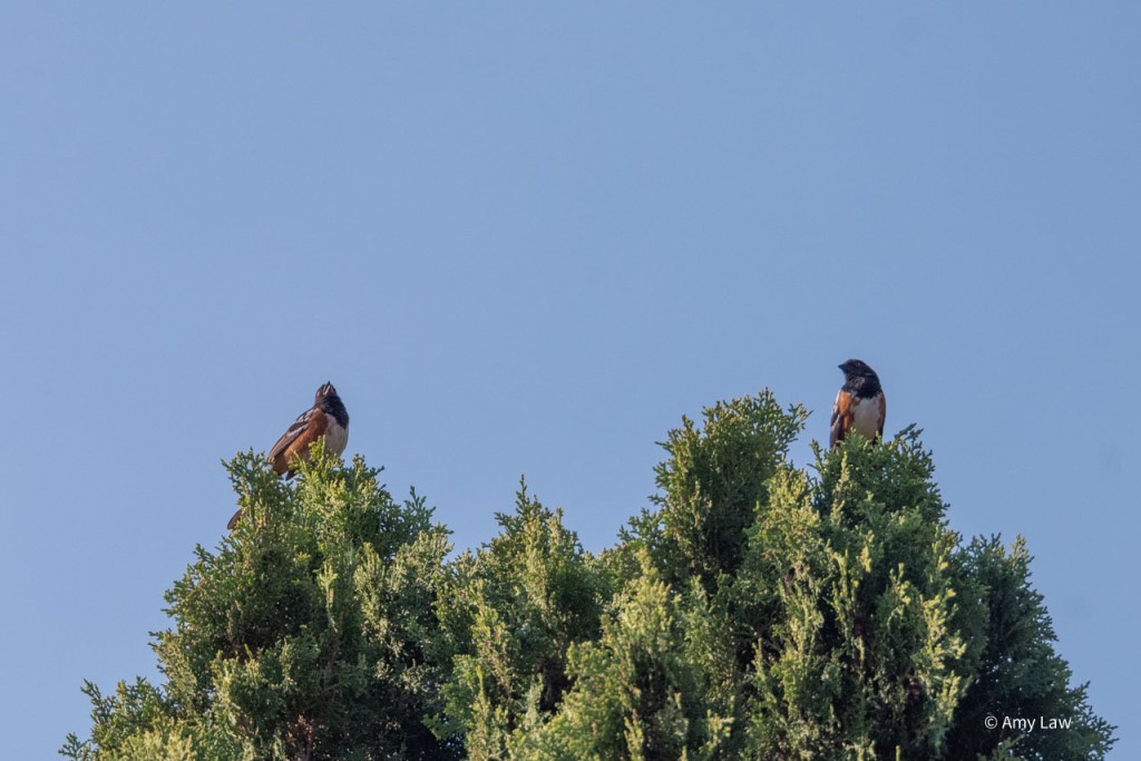 Birds as above.
Bird on the right is looking at the bird on the left. The bird on the left has its beak open as it tries out a song.