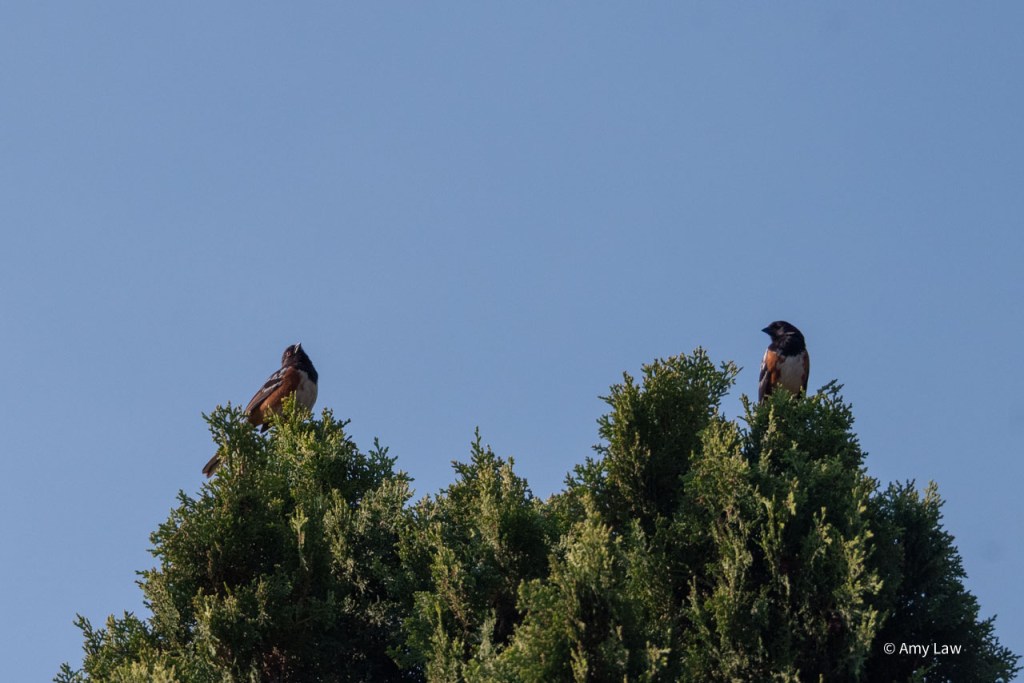 Birds as above.
Bird on the right is again looking at the bird on the left. The bird on the left has its head tilted tentatively tilted back.