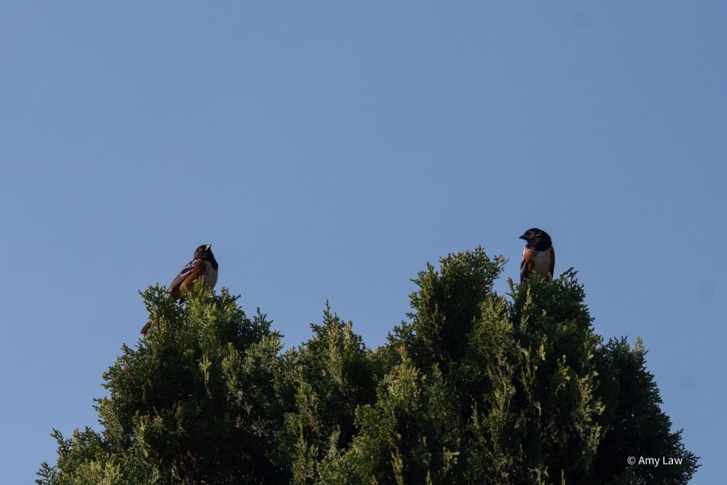 Birds as above.
Now the bird on the right is looking at the bird on the left. The bird on the left has its head tilted in an unsure manner.