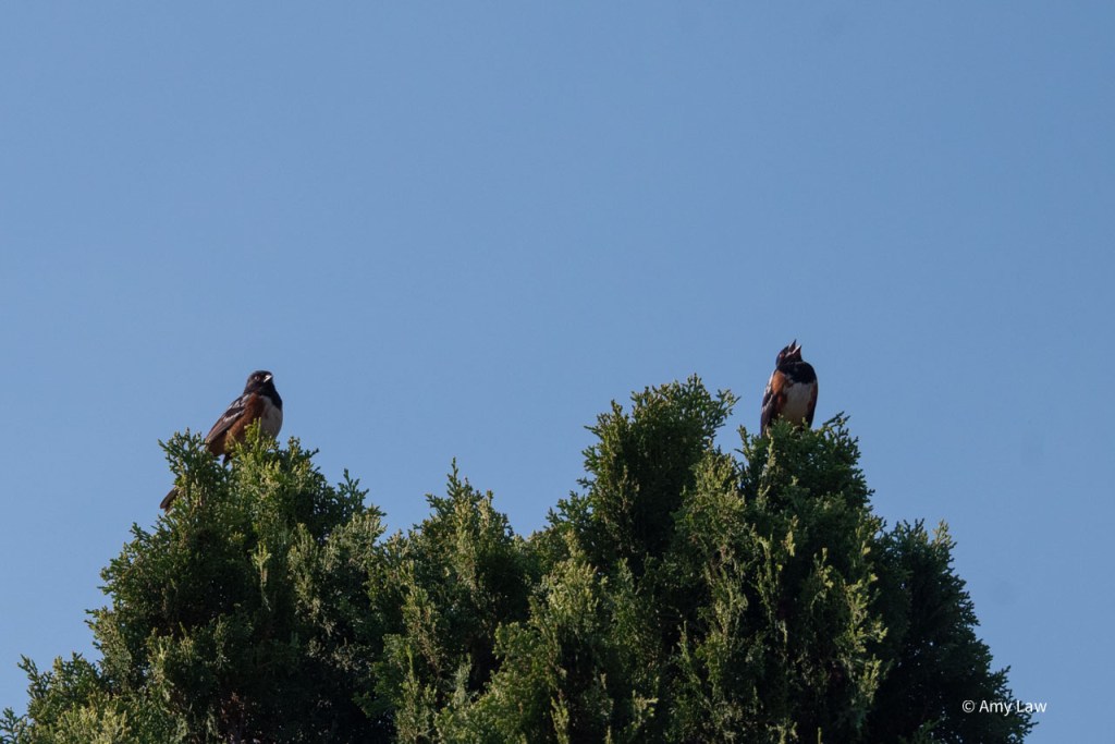 Birds as above. Bird on the right is singing again, while the bird on the left looks into the distance.