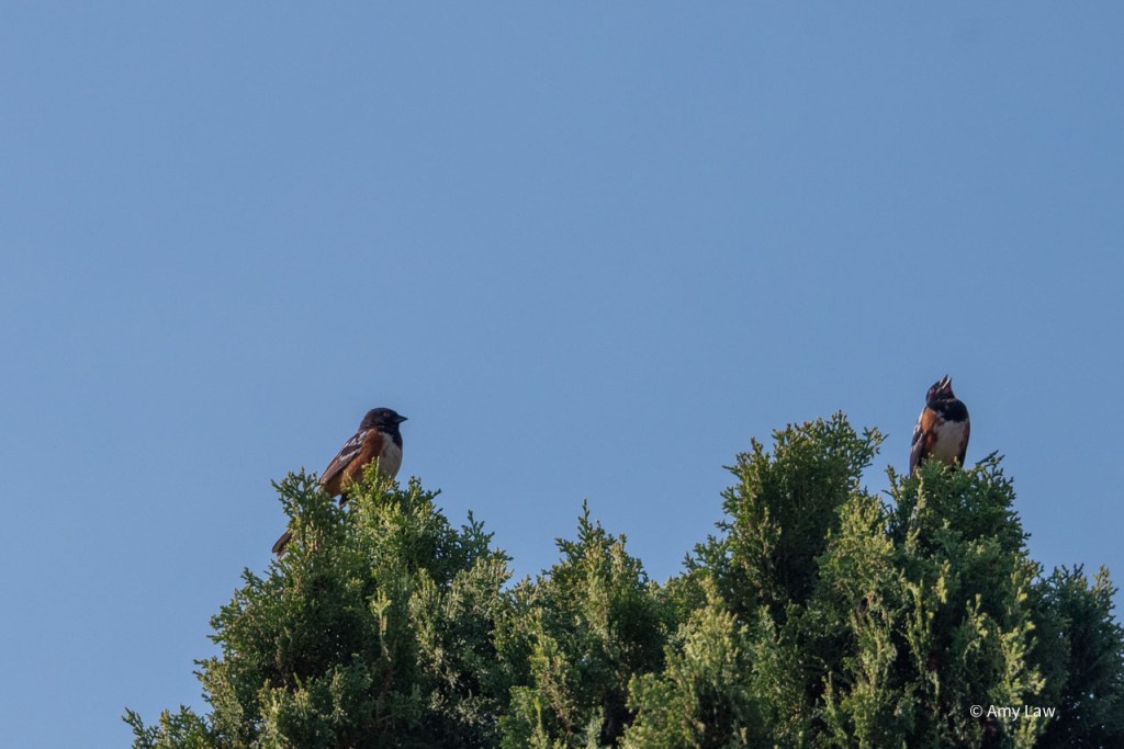 Two birds perch at the top of a medium-tall juniper tree. They look like carbon copies of each other: both have black wings with white spots on them, reddish flanks, white breasts, black heads and beaks, and red eyes.
In this first photo the bird on the right has his head thrown back and is belting out a song.
