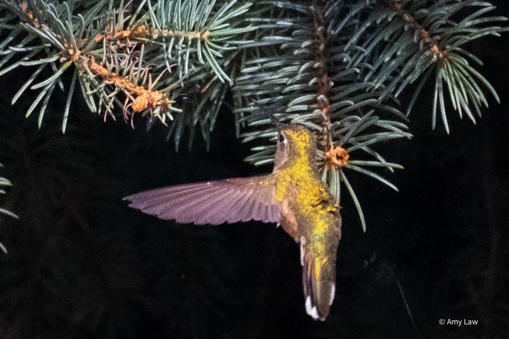 A female broadtailed hummingbirds hovers in front of some blue spruce twigs. The background beyond the twigs is pitch black, except for one slender white line of a spider's web leading from one twig to another.
We see her from the back, the light reflecting off her iridescent feathers in a brilliant yellow-green. Some of the feathers are ruffled by the swirling air currents created by her wings beating in a figure-eight to keep her in one spot. 