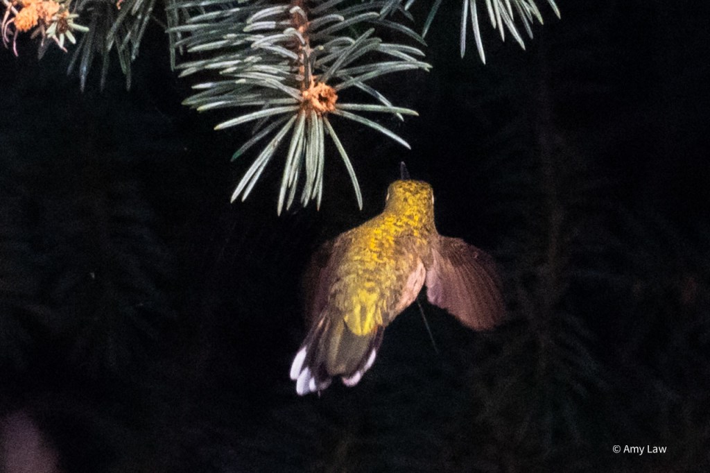 A female broadtailed hummingbirds hovers in front of some blue spruce twigs. The background beyond the twigs is pitch black, except for one slender white line of a spider's web leading from one twig to another.
We see her from the back, the light reflecting off her iridescent feathers in a brilliant yellow-green. She is peering intently into the darkness beyond the twigs.
