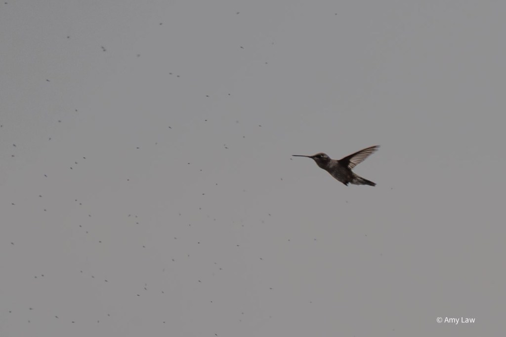 On an overcast day, a female broadtailed hummingbird flies through a cloud of gnats. You can see dozens of little spots surrounding her.