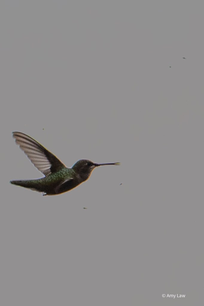On an overcast day, a female broadtailed hummingbird flies through a cloud of gnats. Her beak is slightly open.