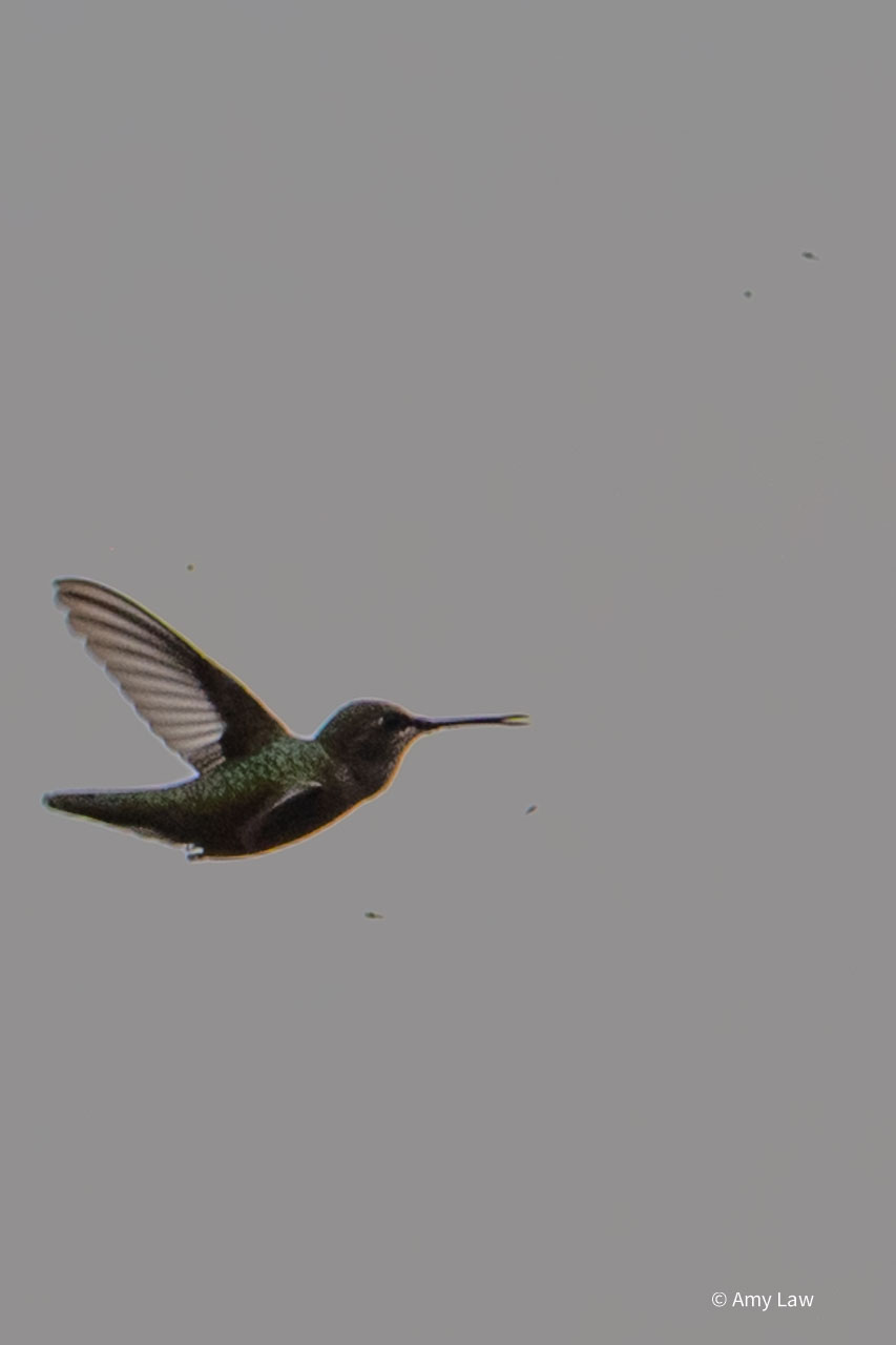Hawking Hummingbird
