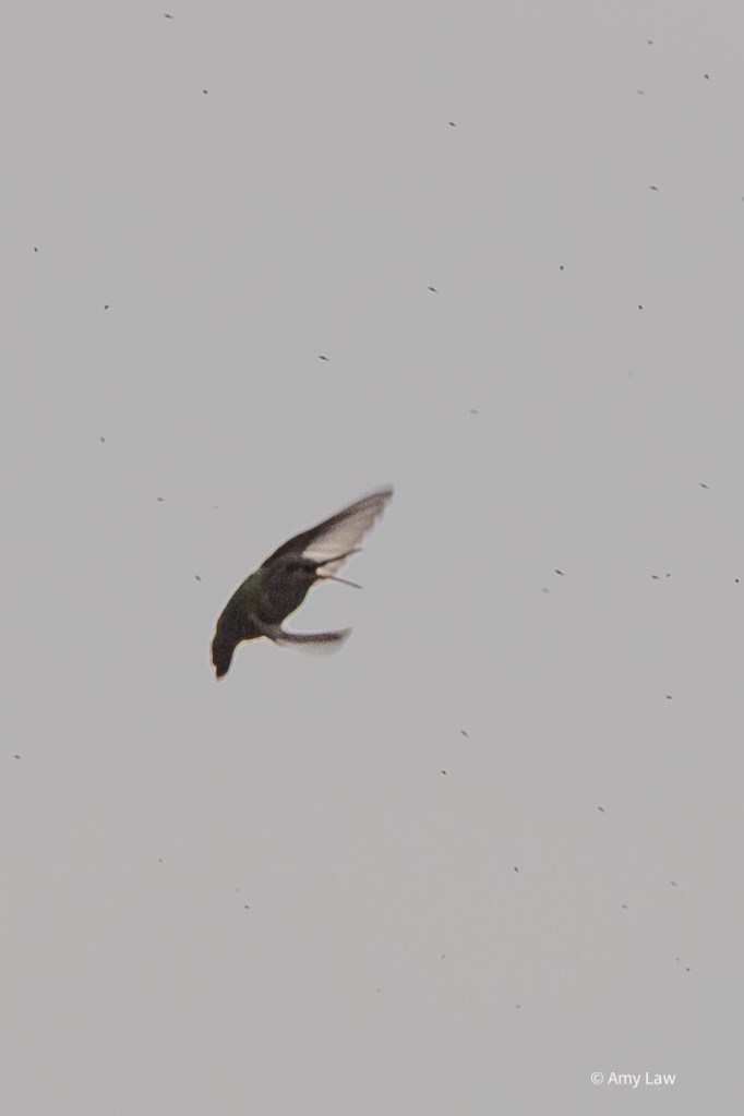 On an overcast day, a female broadtailed hummingbird flies through a cloud of gnats. Her beak is open, with the lower mandible curved down slightly.