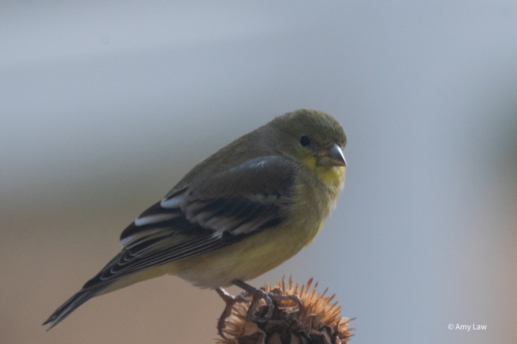 A small bird perched on a sunflower stem, looking at the photographer. It has a brown head and back, black beak and black wings with bold brownish wing bars across them. The smallest of the wing bars peeks out from the feathers above it.