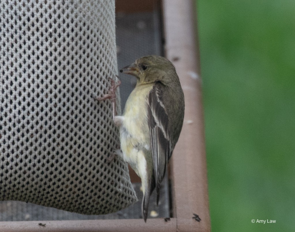 A small bird perched on a bag of thistle seeds. One of the seeds is in its beak. It has a brown head and back, brownish beak and black wings with bold brownish wing bars across them. 
