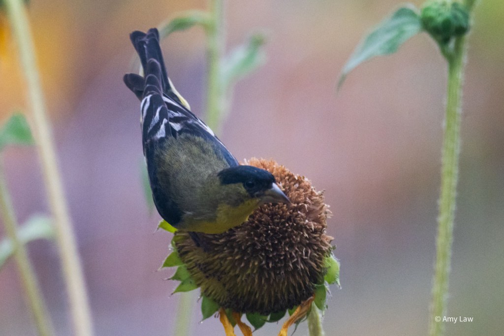 A small yellow bird with black wings with white wing bars, a greenish back and a black cap extending from its beak down its neck perches on a a sunflower head, pointing down.