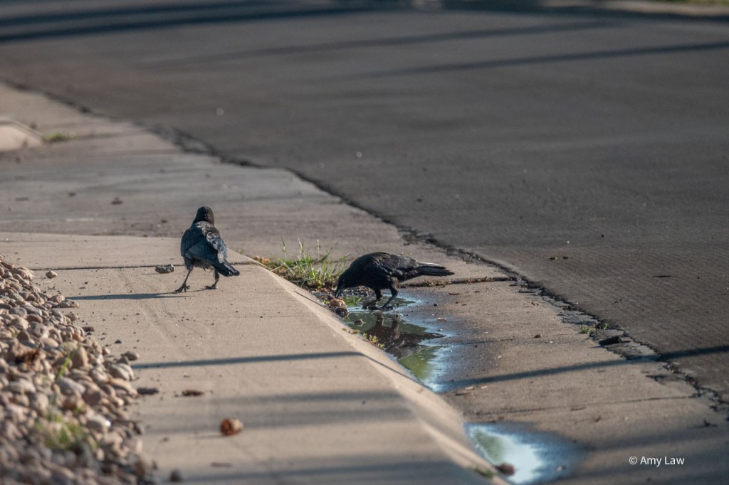 Two crows on a suburban street sidewalk. There is a bed of cobbles --  gravel to the left of the birds, some of which has spilled onto the sidewalk and into the gutter. There is a puddle of water in the gutter, which one of the crows is investigating.