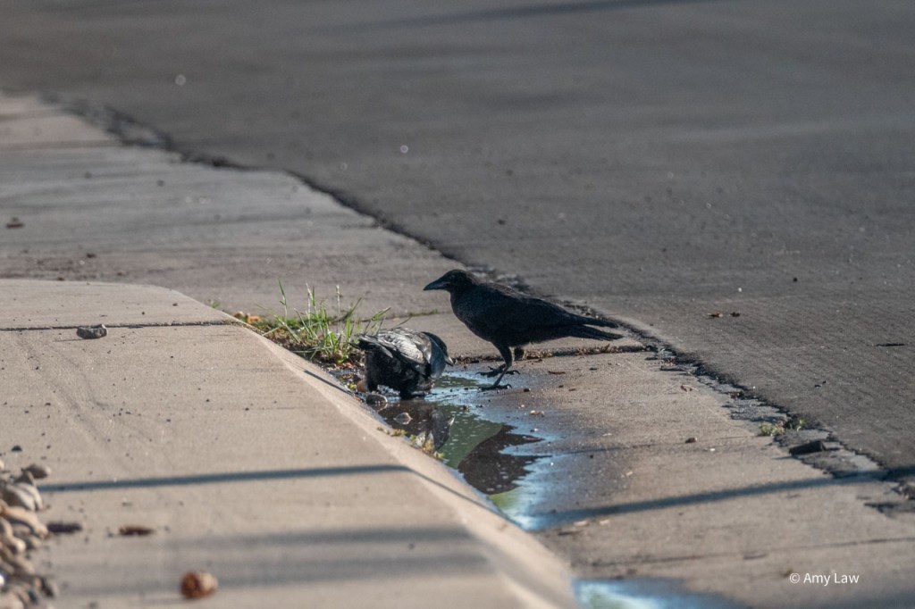 Now the other crow has joined the first in the gutter, and has its body tilted towards the puddle to investigate.