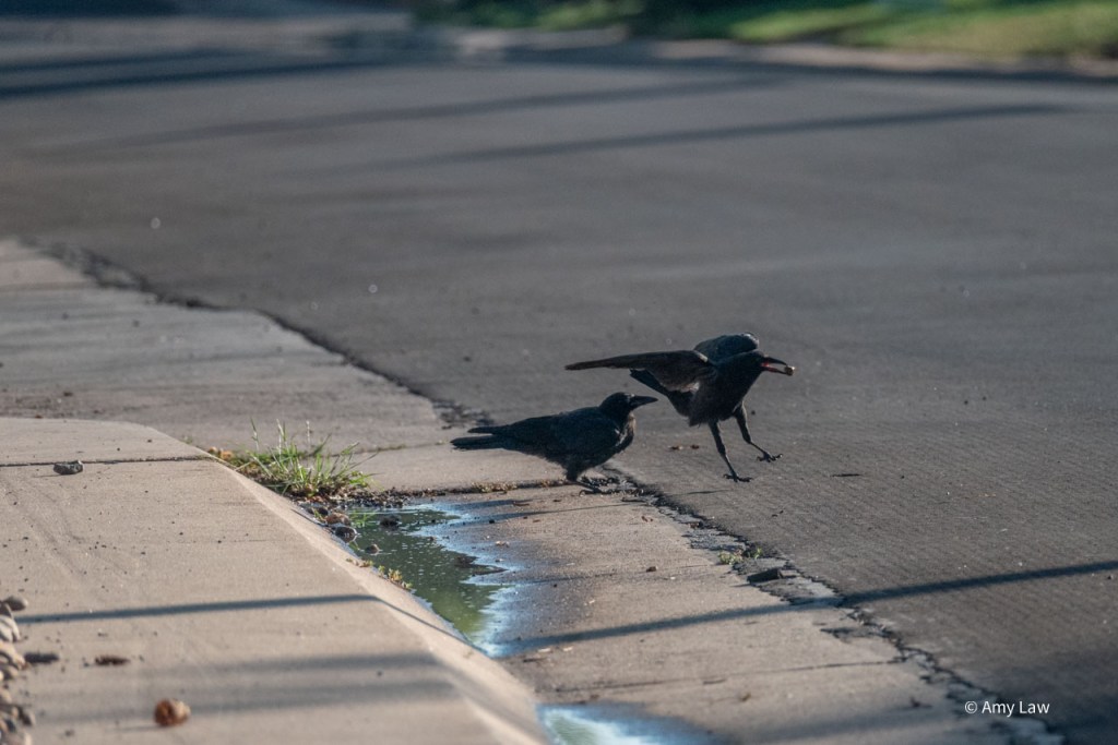 The second crow has walked up to the crow with the rock, who is hopping away.
