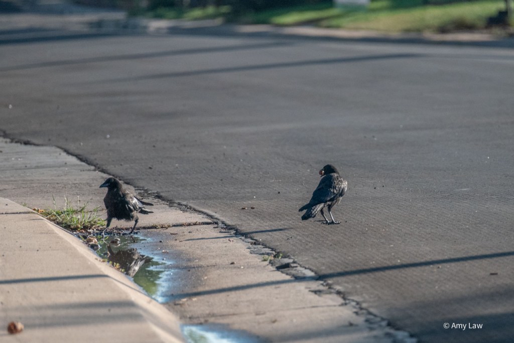 The crow without a rock has turned back to the puddle. The crow with the rock watches.