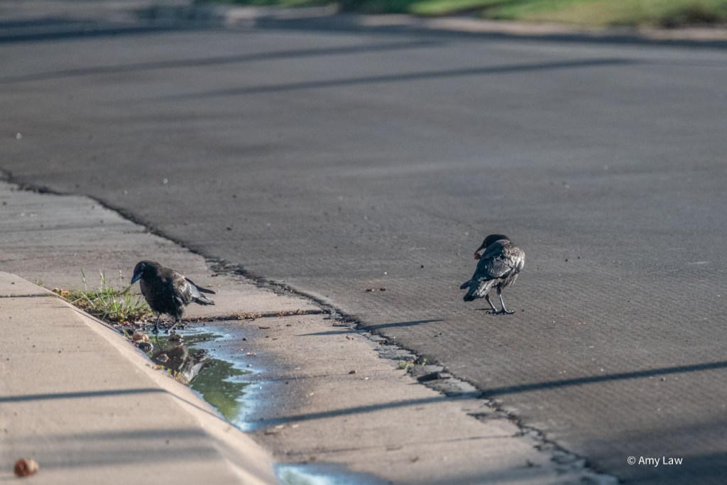 The rock-less crow eyes its choices of rocks in the puddle. The crow with a rock looks on, watching it's sibling carefully.
