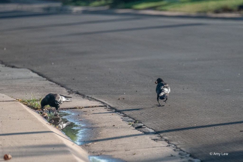 The crow at the puddle tries out a few rocks. The other crow paces behind it, with the rock still in its beak.
