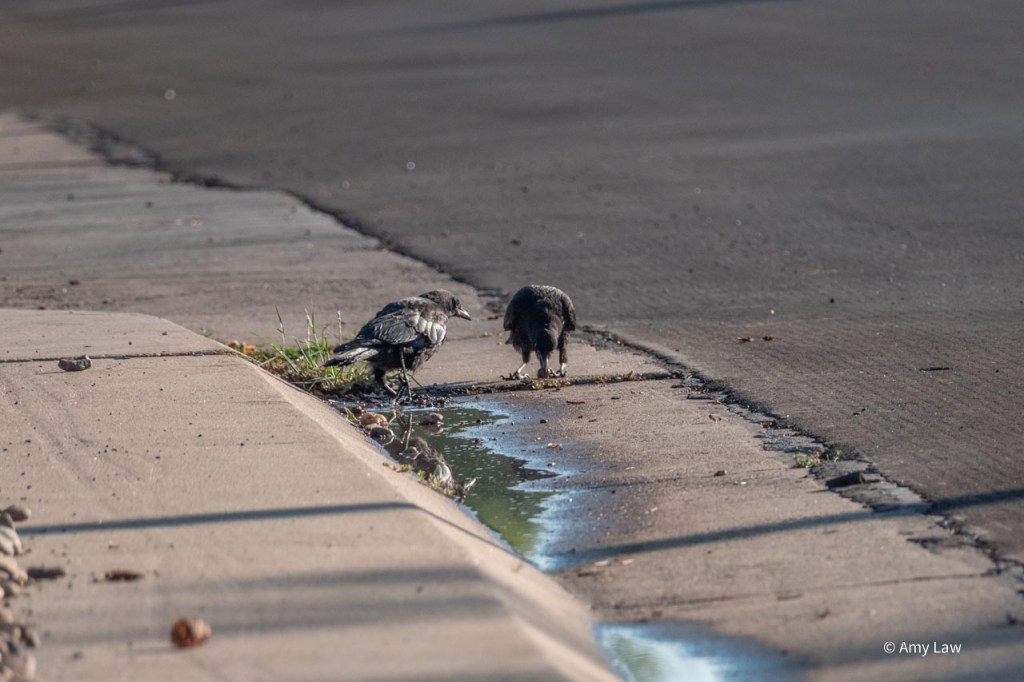 The rock-less crow has turned around to look at the other crow, and its rock. If this was a human, you'd say, the rock-less crow was coveting the other bird's bauble.