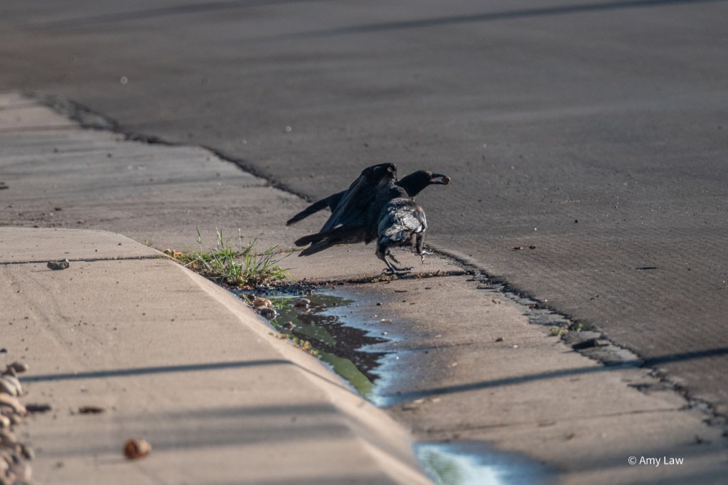 The rock-less crow advances on the one with the rock still in its beak. It hops away.
