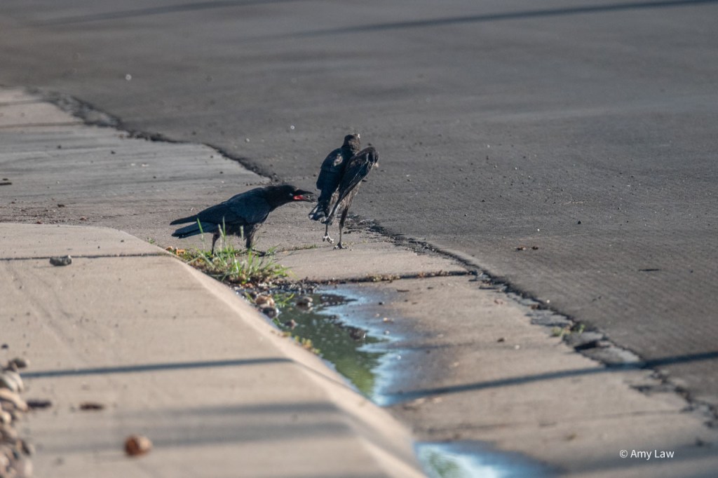 The rock-less crow lunges for the bird with the rock. he rock-less bird's beak is open and we can see that it's mouth is red too.
The other bird  has its back to us as it leaps into the air. 