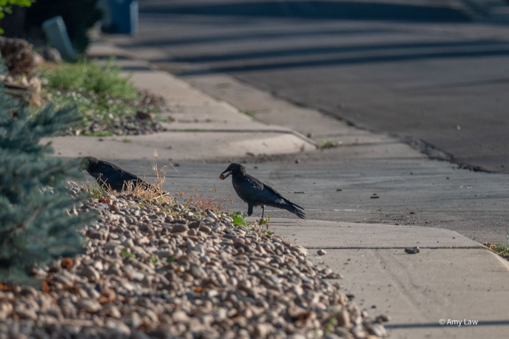 Both crows walk to the left of the photo, past the yards of gravel. The victorious crow still has the rock in its beak.