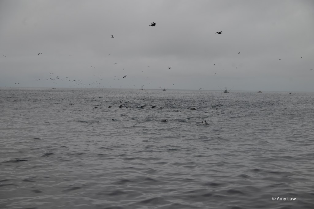 A big view photo of dozens of birds fly above a line of common dolphins in the water below. Twelve dolphins are visible in the photograph. In the background are a half dozen fishing trawlers