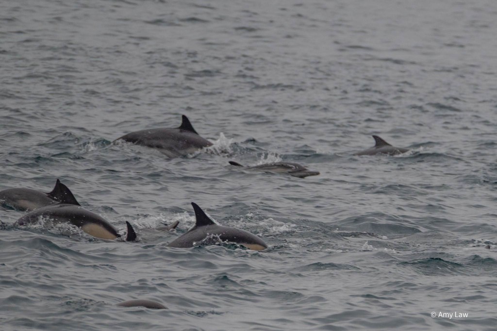 At least seven dolphins are visible at the surface of the water in a medium close photograph. There are two in the back, a smaller one closer in, then four in the foreground. This means that big dolphins surround the smaller one.