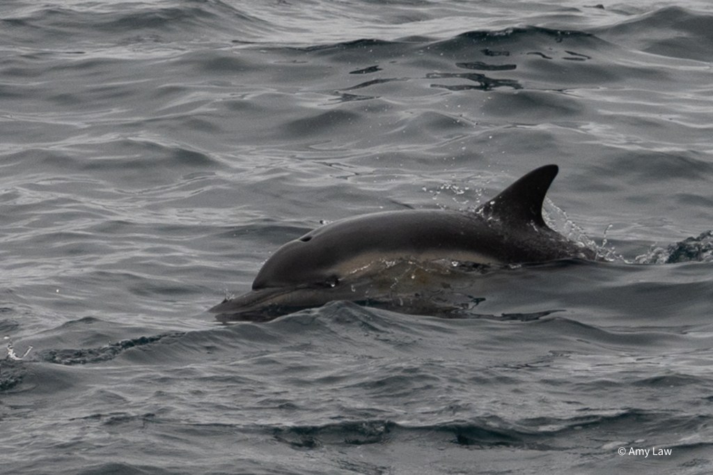 Close up of a common dolphin breaking the surface of the water for a breath.