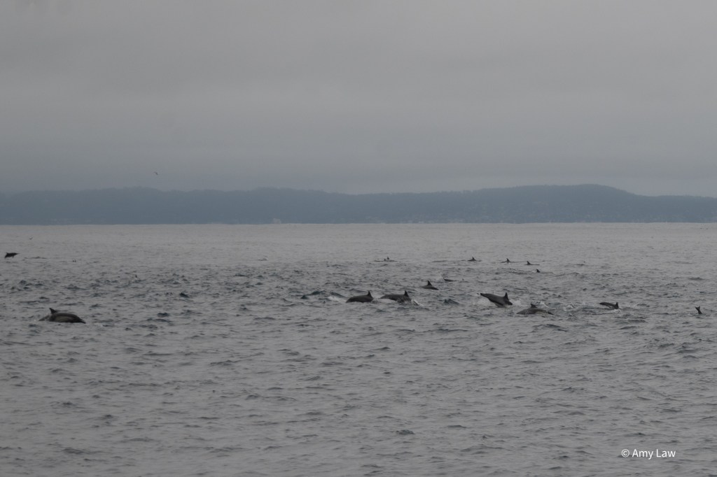 Medium distant view of at least two dozen common dolphins in various phases of leaping out the water -- some were just breaching, others are mid leap, and others are re-entering the water.